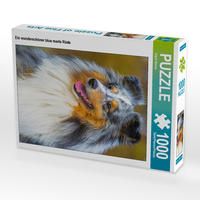 Produktbild: CALVENDO Puzzle Ein wundersch&ouml;ner blue merle R&uuml;de | 1000 Teile Lege-Gr&ouml;&szlig;e 64x48cm Foto-Puzzle f&uuml;r gl&uuml;ckliche Stunden