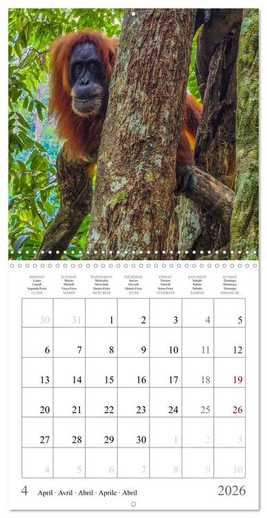 Produktbild: Orangutans in the jungle of Sumatra (Wall Calendar 2026 12 &times; 12 Inch) CALVENDO 12 Month Wall Calendar