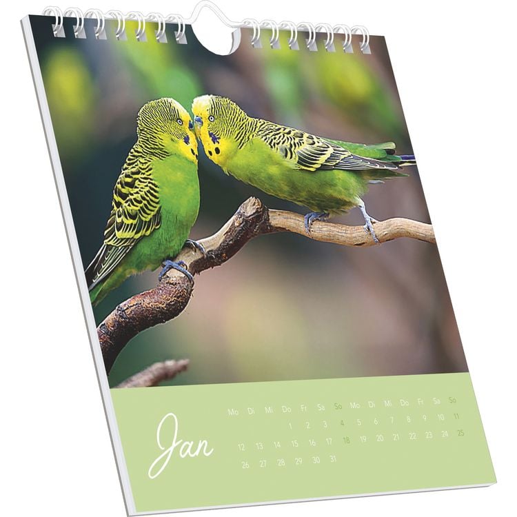 Produktbild: Niedliche Wellensittiche 2026 - Postkartenkalender 16x17 cm - Budgies - zum Aufstellen oder Aufhängen - Monatskalendarium - Gadget - Mitbringsel - Alp
