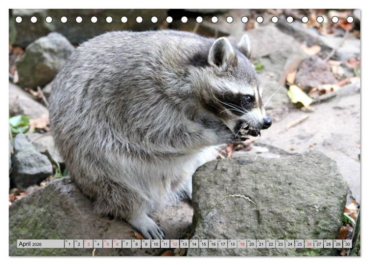 Produktbild: Der Waschb&auml;r - Der Maskentr&auml;ger in unseren W&auml;ldern (Tischkalender 2026 DIN A5 quer), CALVENDO Monatskalender