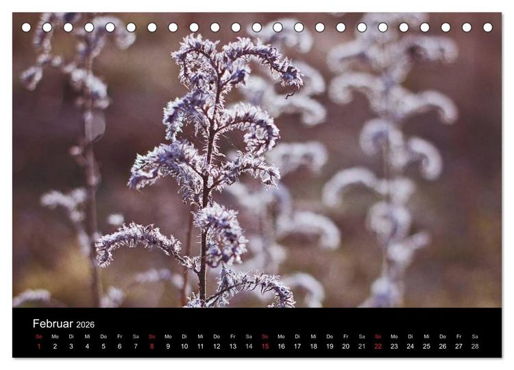 Produktbild: Bl&uuml;tenzauber 2026 (Tischkalender 2026 DIN A5 quer), CALVENDO Monatskalender