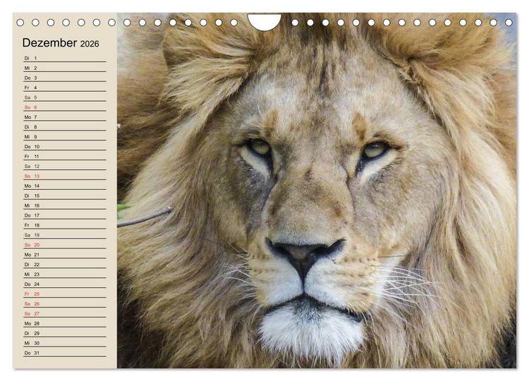 Produktbild: L&ouml;wen. Majest&auml;tische Kraft (Wandkalender 2026 DIN A4 quer), CALVENDO Monatskalender