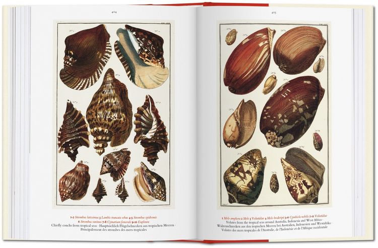 Produktbild: Seba. Cabinet of Natural Curiosities