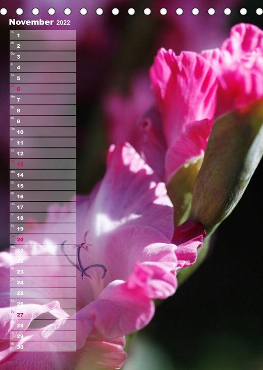 Produktbild: Gladiolenpracht (Tischkalender 2022 DIN A5 hoch)