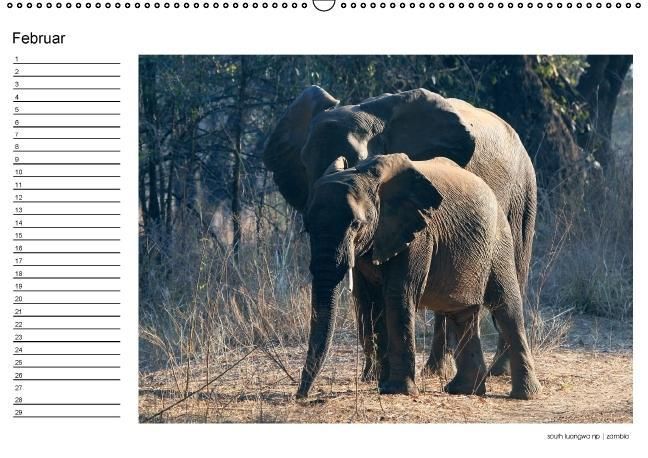 Produktbild: begegnungen - elefanten im s&uuml;dlichen afrika (Wandkalender immerw&auml;hrend DIN A2 quer)