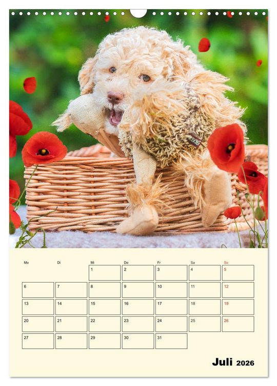 Produktbild: Jahresplaner Lagotto Romagnolo Welpen (Wandkalender 2026 DIN A3 hoch), CALVENDO Monatskalender