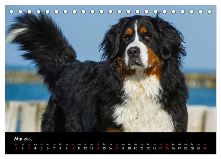 Produktbild: Berner Sennenhund 2026 (Tischkalender 2026 DIN A5 quer), CALVENDO Monatskalender