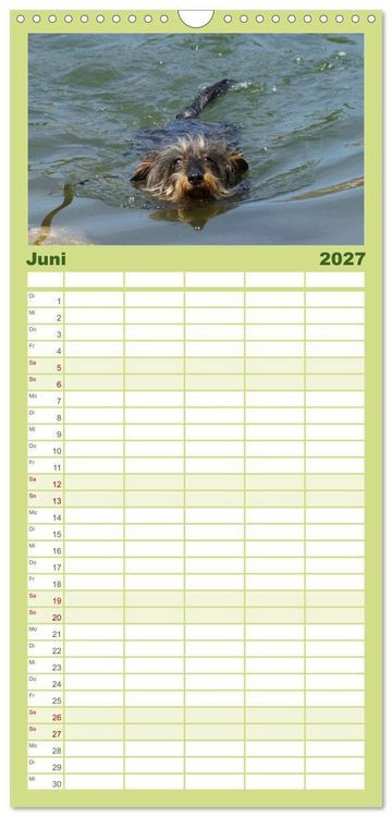 Produktbild: Familienplaner 2027 - Der Zwergrauhaardackel - Eigensinnig und Liebenswert mit 5 Spalten (Wandkalender, 21 x 45 cm) CALVENDO