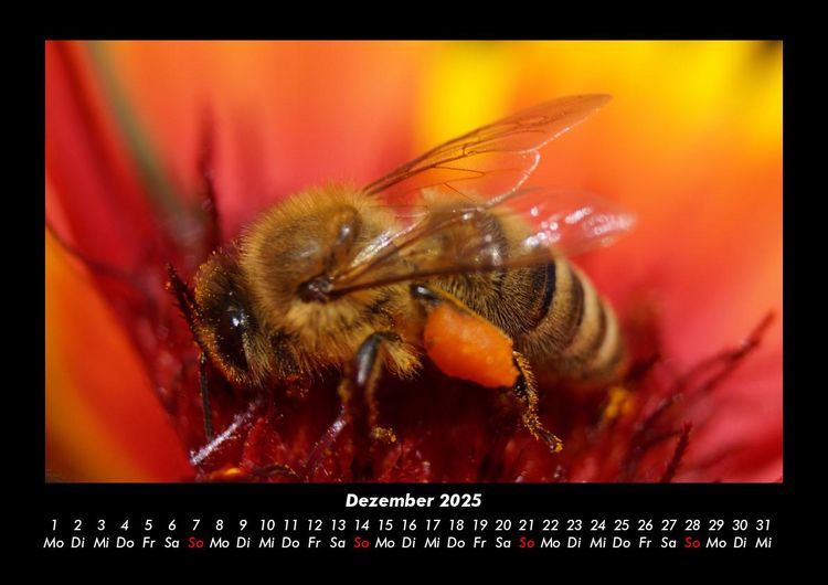 Produktbild: Bienen 2025 Fotokalender DIN A3