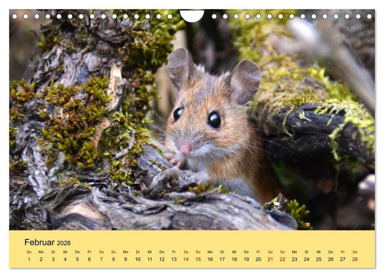 Produktbild: ... hier kommt die Maus ... (Wandkalender 2026 DIN A4 quer), CALVENDO Monatskalender