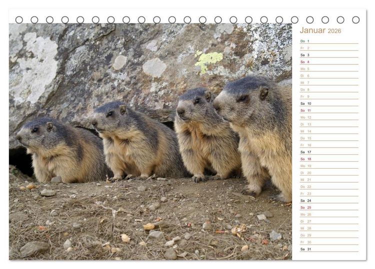 Produktbild: Wildlife - Verspielte Murmeltiere (Tischkalender 2026 DIN A5 quer), CALVENDO Monatskalender