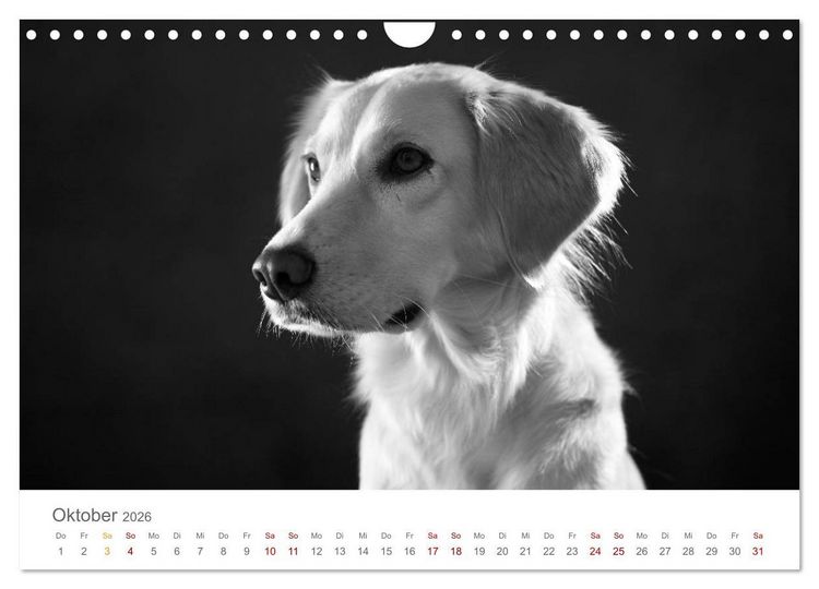 Produktbild: Hundeportraits Fine Art (Wandkalender 2026 DIN A4 quer), CALVENDO Monatskalender