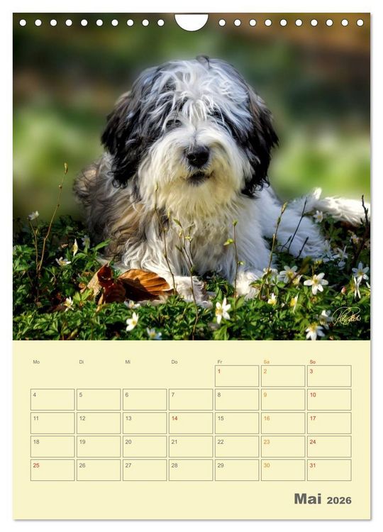 Produktbild: PON-Welpen - jeder Tag ein gro&szlig;es Abenteuer / Planer (Wandkalender 2026 DIN A4 hoch), CALVENDO Monatskalender