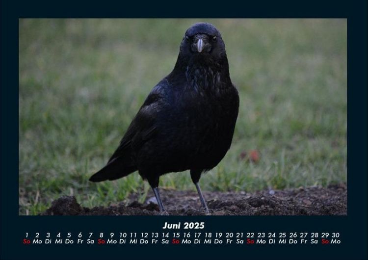 Produktbild: Vogelparadies 2025 Fotokalender DIN A4