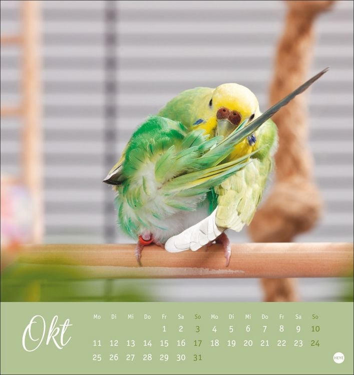 Produktbild: Freche Wellensittiche Postkartenkalender 2027