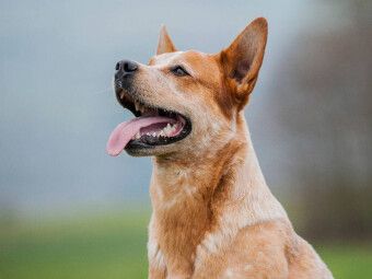 Produktbild: CALVENDO Puzzle Ein Motiv aus dem Kalender Power auf 4 Pfoten. Australian Cattle Dog | 1000 Teile Lege-Gr&ouml;&szlig;e 64x48cm Foto-Puzzle f&uuml;r gl&uuml;ckliche Stunden