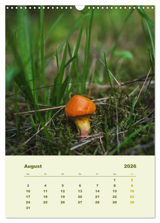 Produktbild: Wundersame Welt der Pilze (Wandkalender 2026 DIN A3 hoch), CALVENDO Monatskalender
