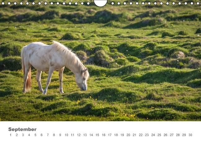Produktbild: Islandpferde: Gef&auml;hrten der Wikinger (Wandkalender immerw&auml;hrend DIN A4 quer)