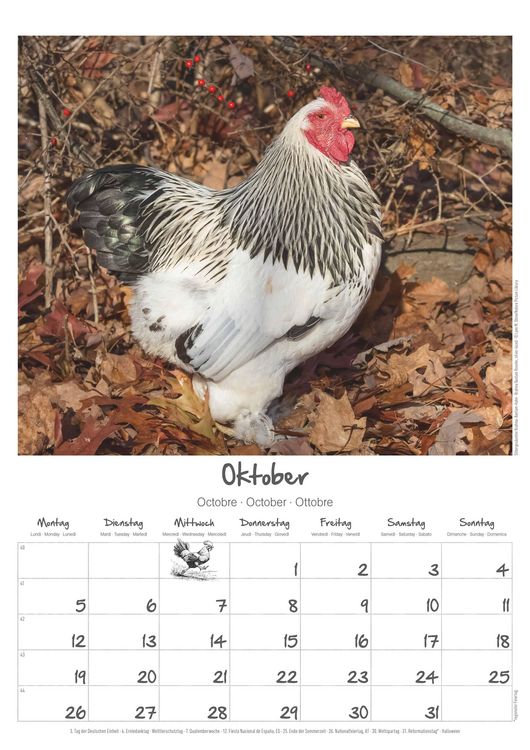 Produktbild: Hühner Kalender im Format 29,7 x 42
