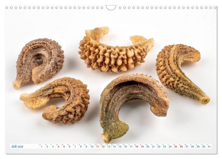 Produktbild: Wundersch&ouml;ne Kleinigkeiten (Wandkalender 2026 DIN A3 quer), CALVENDO Monatskalender