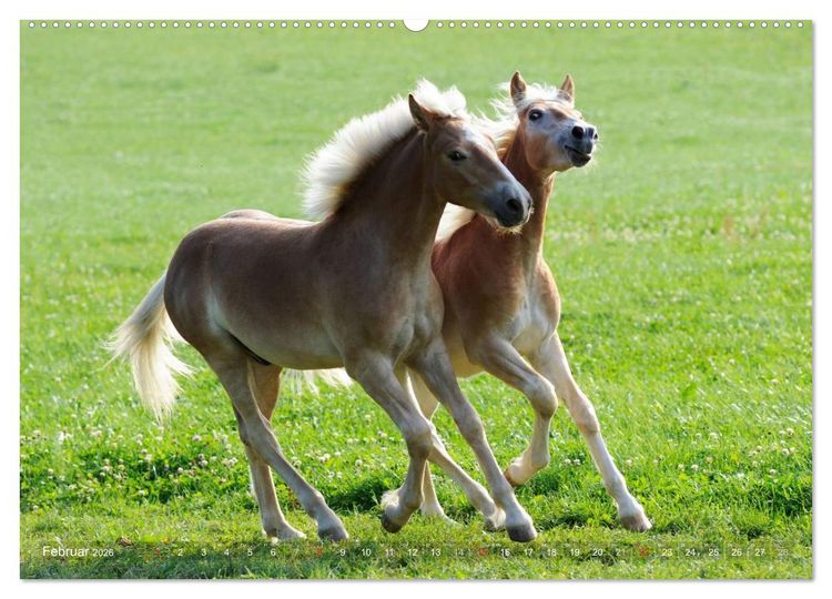 Produktbild: Haflinger Sch&ouml;nheiten (hochwertiger Premium Wandkalender 2026 DIN A2 quer), Kunstdruck in Hochglanz