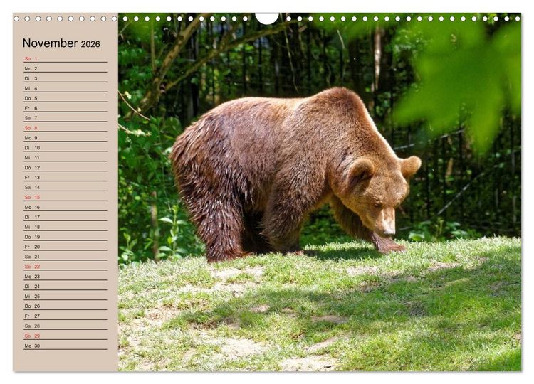 Produktbild: B&auml;ren. Unterwegs mit Meister Petz (Wandkalender 2026 DIN A3 quer), CALVENDO Monatskalender