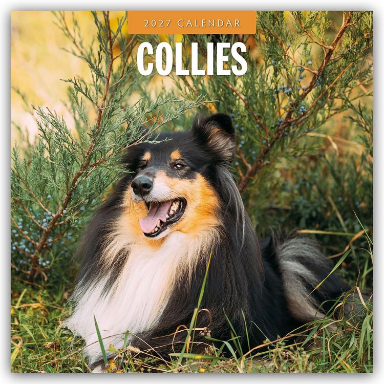 Produktbild: Collies &ndash; Collie 2027 &ndash; 16-Monatskalender