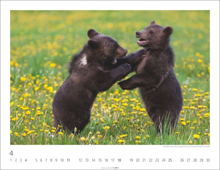 Produktbild: B&auml;ren Kalender 2027