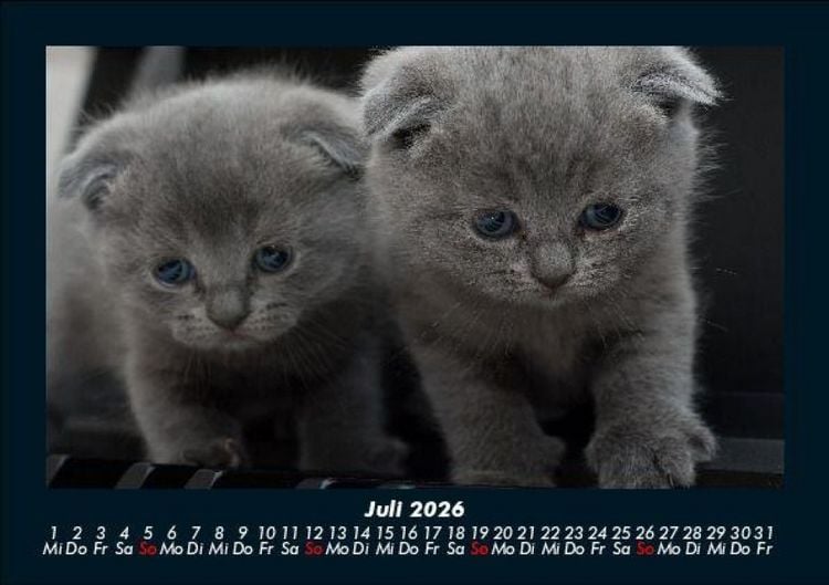 Produktbild: F&uuml;r Katzenfreunde 2026 Fotokalender DIN A5