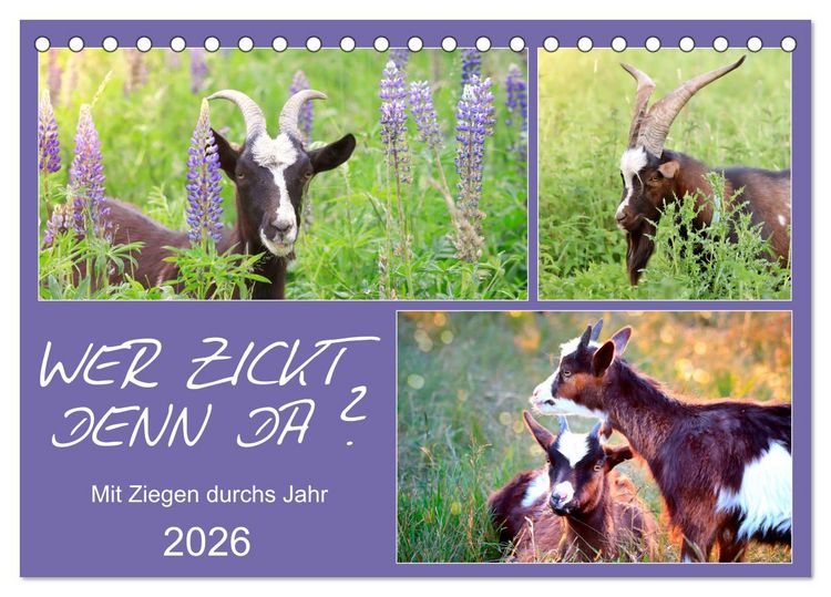 Produktbild: Wer zickt denn da? Mit Ziegen durchs Jahr (Tischkalender 2026 DIN A5 quer), CALVENDO Monatskalender