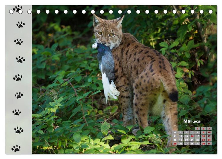 Produktbild: Tierspuren in der Natur (Tischkalender 2026 DIN A5 quer), CALVENDO Monatskalender