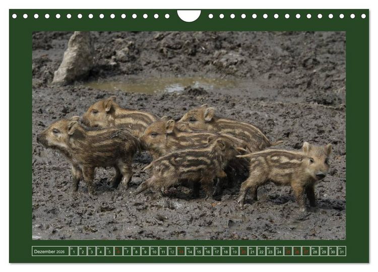 Produktbild: Schweinkram - Die Wildschweine sind los (Wandkalender 2026 DIN A4 quer), CALVENDO Monatskalender