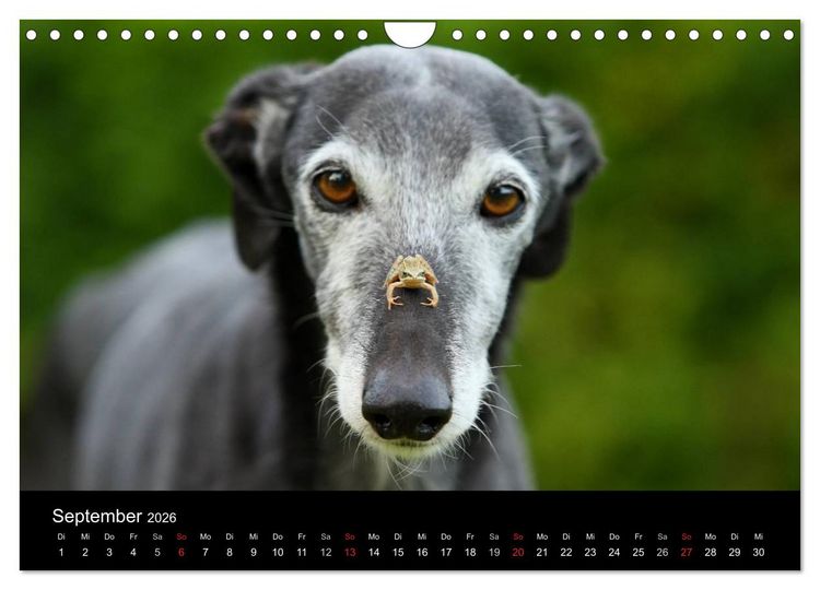 Produktbild: Der Windhundekalender (Wandkalender 2026 DIN A4 quer), CALVENDO Monatskalender