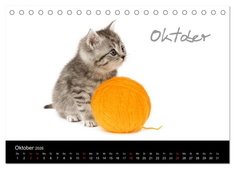Produktbild: Katzenbabys (Tischkalender 2026 DIN A5 quer), CALVENDO Monatskalender