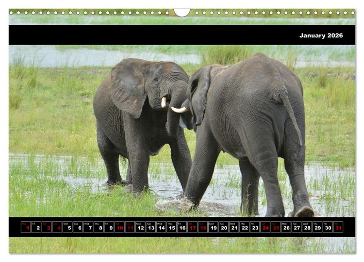 Produktbild: Elephants of Botswana (Wall Calendar 2026 DIN A3 landscape), CALVENDO 12 Month Wall Calendar