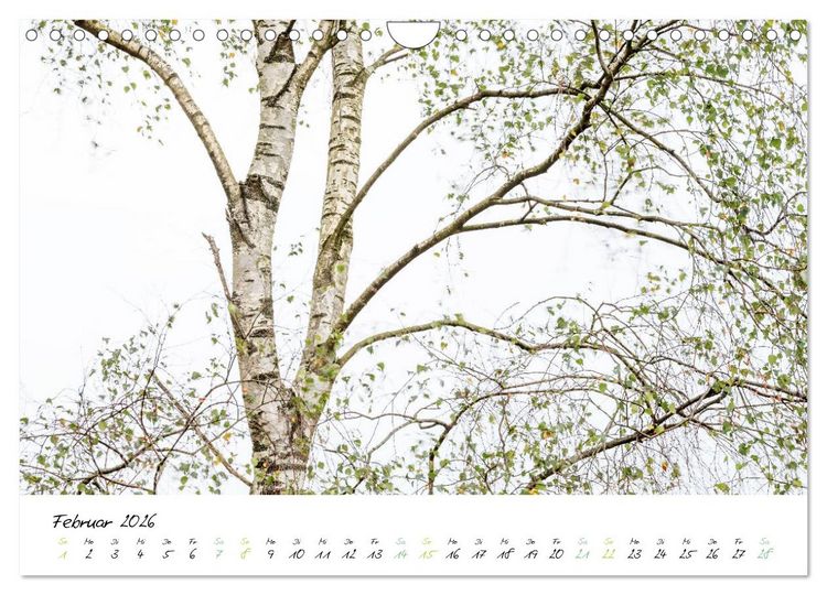 Produktbild: In der Welt der B&auml;ume (Wandkalender 2026 DIN A4 quer), CALVENDO Monatskalender