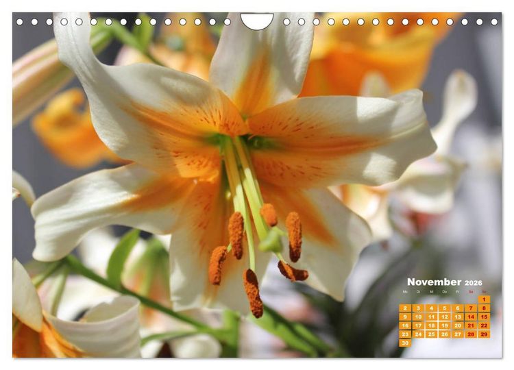 Produktbild: Lilien (Lilium) (Wandkalender 2026 DIN A4 quer), CALVENDO Monatskalender