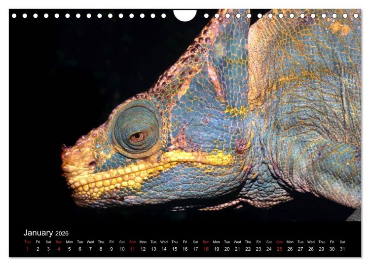 Produktbild: Chameleons Monsters of the African Bush (Wall Calendar 2026 DIN A4 landscape), CALVENDO 12 Month Wall Calendar