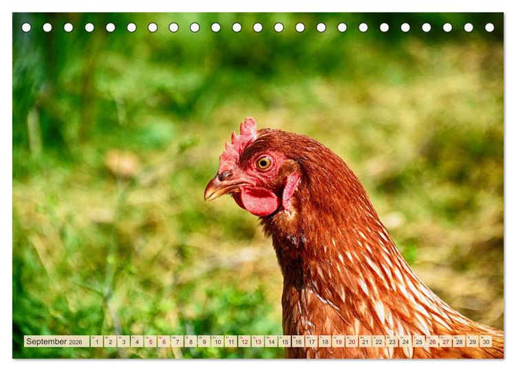 Produktbild: Charmante H&uuml;hner (Tischkalender 2026 DIN A5 quer), CALVENDO Monatskalender