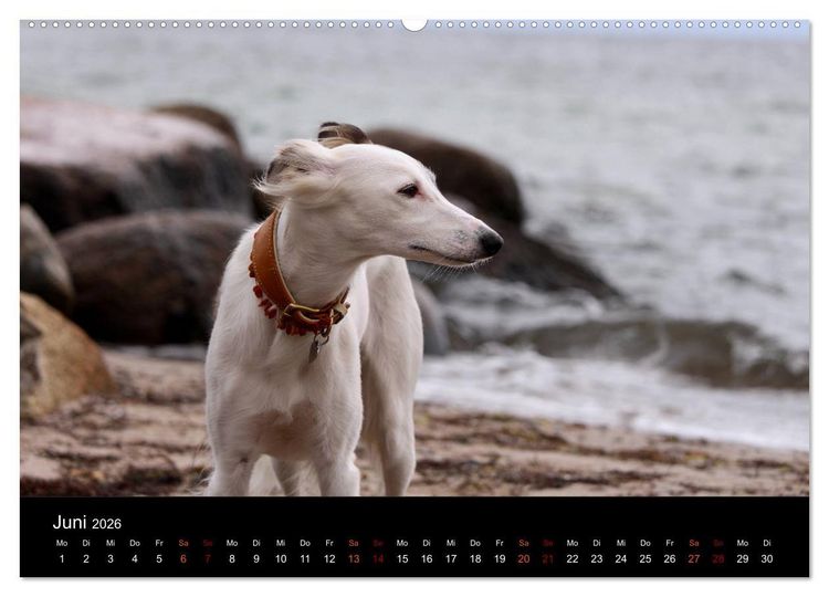 Produktbild: Der Silken Windsprite - ein Seelenhund (hochwertiger Premium Wandkalender 2026 DIN A2 quer), Kunstdruck in Hochglanz