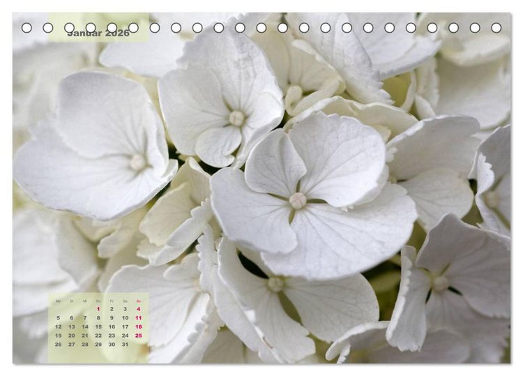 Produktbild: Himmlische Hortensien (Tischkalender 2026 DIN A5 quer), CALVENDO Monatskalender