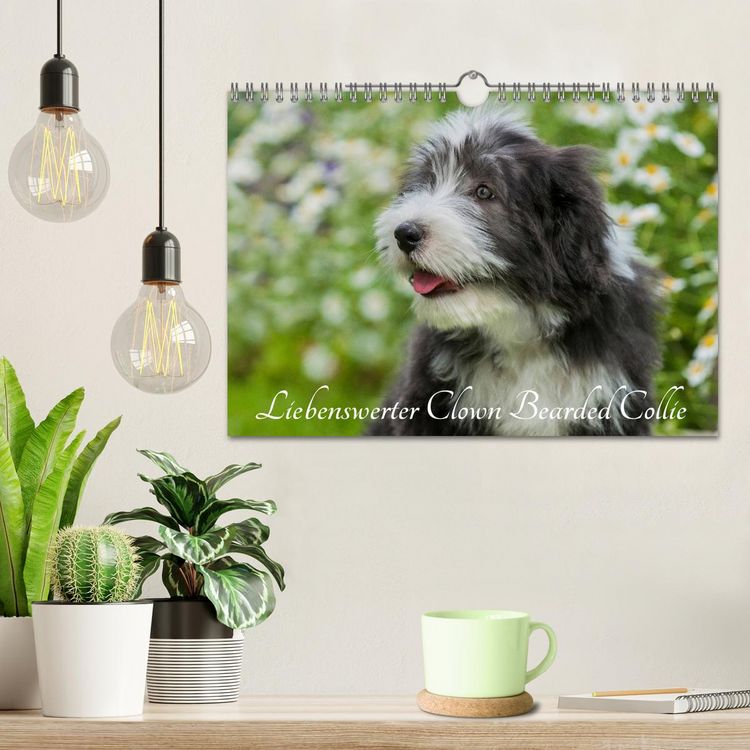 Produktbild: Liebenswerter Clown Bearded Collie (Wandkalender 2026 DIN A4 quer), CALVENDO Monatskalender