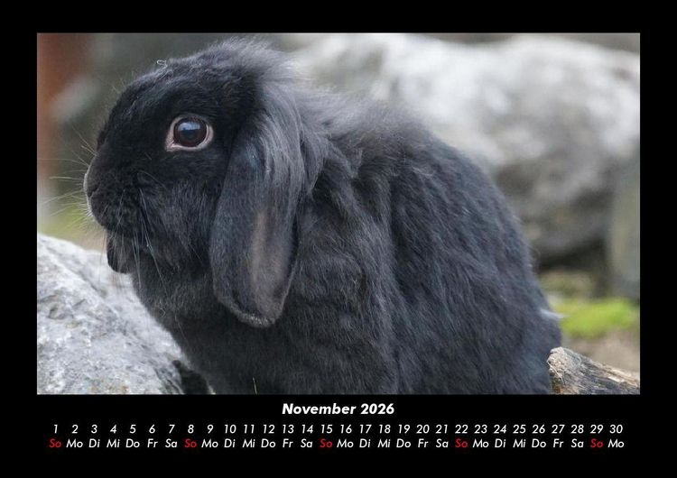 Produktbild: Haustierkalender 2026 Fotokalender DIN A3