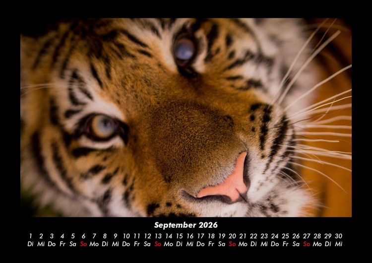 Produktbild: Tiger 2026 Fotokalender DIN A3