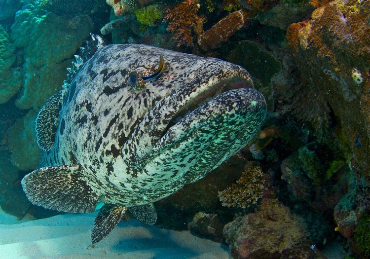 Produktbild: Das Great Barrier Reef - Naturwunder der Superlative