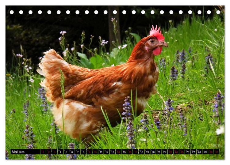 Produktbild: Haus- und Hoftiere (Tischkalender 2026 DIN A5 quer), CALVENDO Monatskalender