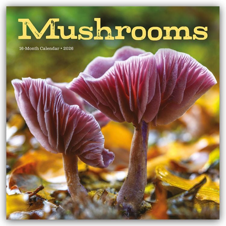 Produktbild: Mushrooms – Pilze 2026 – Wand-Kalender