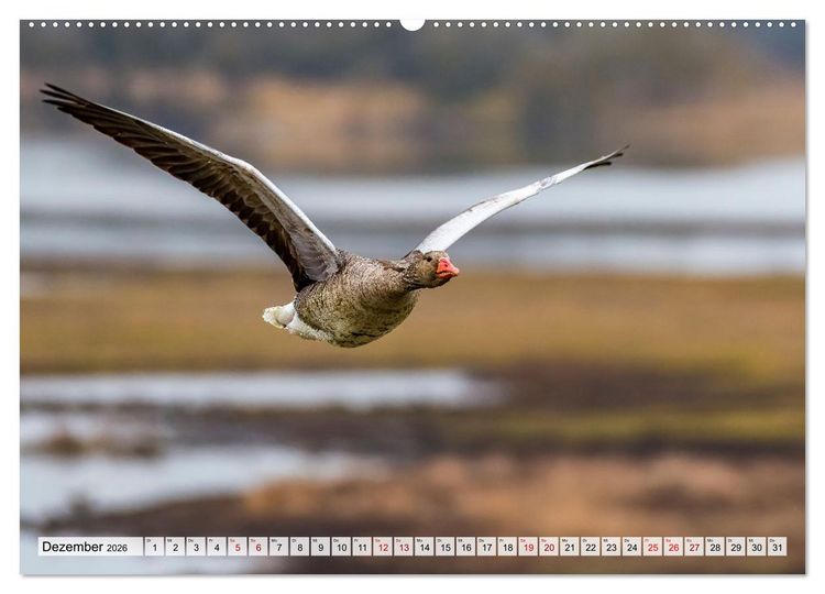 Produktbild: Graug&auml;nse in heimischer Umgebung (hochwertiger Premium Wandkalender 2026 DIN A2 quer), Kunstdruck in Hochglanz