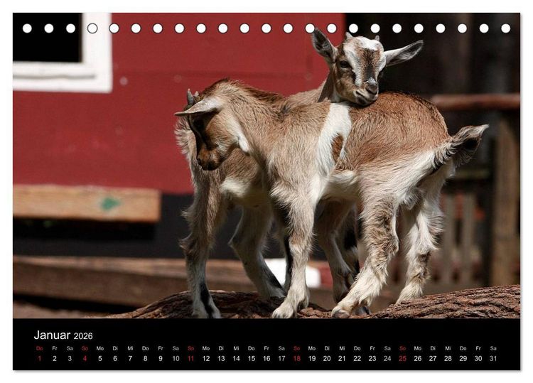 Produktbild: Zwergziegen (Tischkalender 2026 DIN A5 quer), CALVENDO Monatskalender