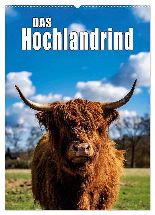 Produktbild: Das Hochlandrind im Fr&uuml;hjahr (Wandkalender 2026 DIN A2 hoch), CALVENDO Monatskalender